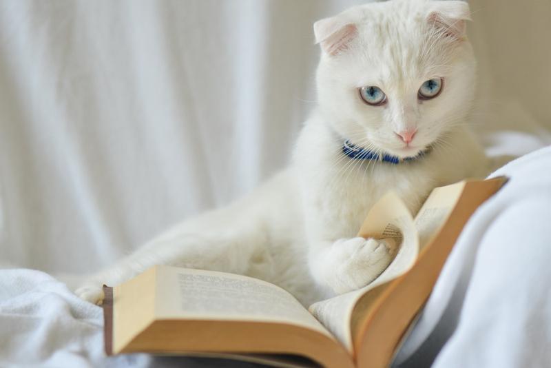 剪映全系资源合集，从安装、学习到实战模板素材全覆盖，一套决剪映剪辑所有需求，含Windows+Mac+Android多版本安装包