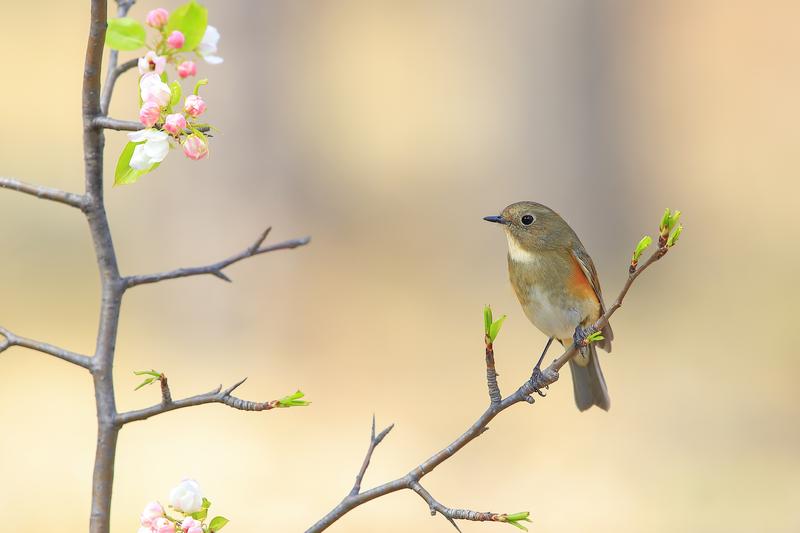 剪映全系资源合集，从安装、学习到实战模板素材全覆盖，一套决剪映剪辑所有需求，含Windows+Mac+Android多版本安装包