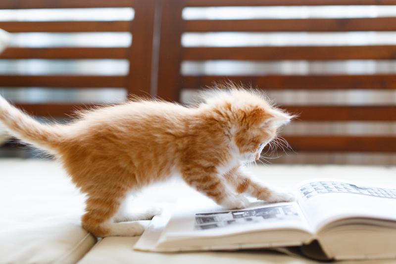 剪映全系资源合集，从安装、学习到实战模板素材全覆盖，一套决剪映剪辑所有需求，含Windows+Mac+Android多版本安装包